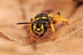 Facial closeup on a Sand Tailed Digger Wasp , Cerceris arenaria sitting on dried leaf