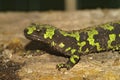 Facial closeup on a terrestrial marbled newt, Triturus marmoratus, native to the Iberian Peninsula and France, Europe.