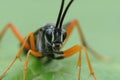 Detailed facial closeup on a Large Ichneumonid wasp, Buathra laborator, sitting on a green leaf