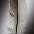 A detailed feather is shown, with its delicate barbs and interlocking structures clearly visible. Royalty Free Stock Photo