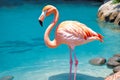 Lagoon Clarity, Flamingo Delicate Pose, AI Generated