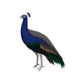 Detailed flat vector icon of beautiful peacock. Elegant wild bird with long tail. Wildlife and fauna theme Royalty Free Stock Photo