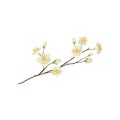 Detailed flat vector icon of branch with small white flowers. Flowering twig of pear tree. Nature theme Royalty Free Stock Photo