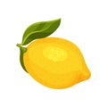 Detailed flat vector icon of bright yellow lemon with green leaf. Ripe citrus fruit. Culinary ingredient Royalty Free Stock Photo