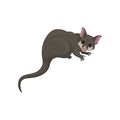 Detailed flat vector icon of brushtail possum with pink nose and ears. Australian marsupial animal. Wild creature Royalty Free Stock Photo