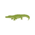 Detailed flat vector icon of green crocodile. Large aquatic reptile. Australian predatory animal. Wildlife theme