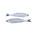 Detailed flat vector icon of two small sprats. Tasty seafood. Marine animal. Cooking theme