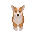 Detailed flat vector portrait of standing Welsh corgi, front view. Cute dog with short legs and red-beige coat Royalty Free Stock Photo