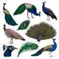 Detailed flat vector set of beautiful peacocks. Wild bird with colorful feathers. Wildlife and fauna theme Royalty Free Stock Photo