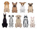 Detailed flat vector set of dogs of different breeds. Domestic animals. Design for poster of animal clinic, kennel club