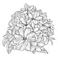 Detailed flower coloring pages, sketch contour bouquet of primrose flowers, Sketch primula flower drawing,