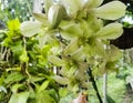 Flowers of green Dendrobium orchid with dark veins in a tropical garden. Royalty Free Stock Photo