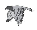 Detailed Flying Pigeon Illustration