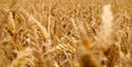 Field of yellow wheat, summer, harvest for the world food programm