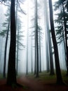 Detailed forest chilled by warm fog.