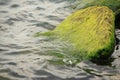 Detailed of freshwater moss or weeds covered the rocks at Toba Lake in North Sumatra, Indonesia