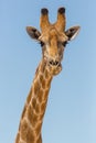 Detailed front view portrait of male giraffe head and neck, blue sky