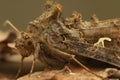 Detailed frontal close up of the Silver Y moth, Autographa gamma Royalty Free Stock Photo