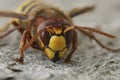 Frontal closeup on a colorful yellow and red European hornet , Vespa crabro Royalty Free Stock Photo