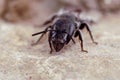 Frontal closeup on a Mediterranean dark black solitary mason bee, Osmia cephalotes