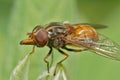 Detailed frontal closeup of the orange Common Snout-hoverfly, Rhingia campestris