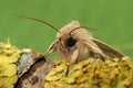 Frontal closeup of the pale brown colored common wainscot moth, Mythimna pallens on a piece of wood