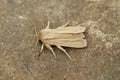 Frontal closeup of the pale brown colored common wainscot moth, Mythimna pallens on a piece of wood