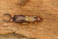 Detailed full body closeuyp on the European earwig , Forficula auricularia, on the bark of a tree