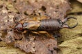 Detailed full body closeuyp on the European earwig , Forficula auricularia, on the bark of a tree