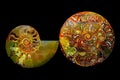 Decorative half sliced ammonite fossil stones on black background Royalty Free Stock Photo