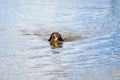 Detailed German Shorthaired Pointer. The dog swims in the blue lake with a yellow tennis ball in its mouth. During a Royalty Free Stock Photo