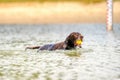 Detailed German Shorthaired Pointer. The dog swims in the blue lake with a yellow tennis ball in its mouth. During a summer day Royalty Free Stock Photo