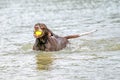 Detailed German Shorthaired Pointer. The dog swims in the blue lake with a yellow tennis ball in its mouth. During a Royalty Free Stock Photo