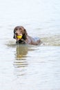 Detailed German Short haired Pointer. The dog swims in the blue lake with a yellow tennis ball in its mouth. During a summer day Royalty Free Stock Photo