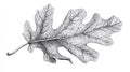 Oak Leaf Etching - Black and White Detailed Natural Drawing on White Background Royalty Free Stock Photo