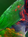 A detailed green feathers of a parrot