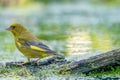 A detailed green finch in the morning light, in special composition. Water in the background Royalty Free Stock Photo