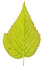 Detailed green leaf Royalty Free Stock Photo