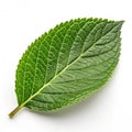 Detailed Green Leaf Royalty Free Stock Photo