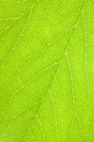 Detailed Green Leaf Macro Background Texture Closeup Pattern, Large Vertical Detail Copy Space Royalty Free Stock Photo