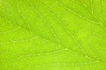 Detailed Green Leaf Macro Closeup Textured Pattern, Large Detailed Horizontal Background Texture