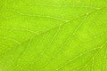 Detailed Green Leaf Macro Pattern Background Texture Closeup, Textured Horizontal Copy Space