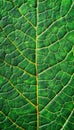 Detailed green leaf skeleton texture background for natural and botanical designs Royalty Free Stock Photo