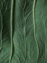 Detailed green leaf texture