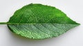 Detailed green leaf texture - generative ai