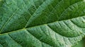 Detailed green leaf texture and pattern Royalty Free Stock Photo