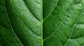 Detailed green leaf texture and pattern Royalty Free Stock Photo