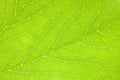 Detailed Green Leaf, Textured Macro Closeup, Large Detailed Horizontal Background Texture Pattern Copy Space