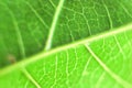 Detailed Green Leaf, Textured Macro Closeup Large Detailed Horizontal Background Texture Pattern Copy Space Royalty Free Stock Photo