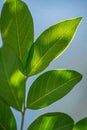 Detailed Green Spring Leaves and Gray Sky Background